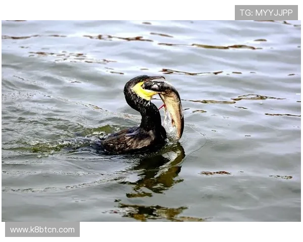 掌握K8电玩捕鱼的最佳策略,提升捕鱼成功率享受更多精彩奖励